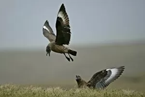 Great Skua - one in flight and one sitting in moor quarrelling