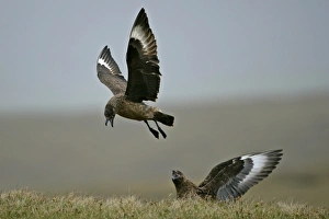 Great Skua - one in flight and one sitting in moor quarrelling Great Skua - one in flight and one sitting in moor quarrelling