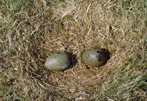 Skuas Prints: Great Skua - nest with eggs - Shetlands - UK