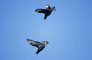 Skuas Prints: Great Skua - pair in aerial display