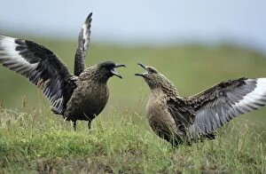 Great SKUA - Pair displaying at breeding site, wings outstretched