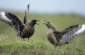 Great SKUA - Pair displaying at breeding site, wings outstretched Great SKUA - Pair displaying at breeding site, wings outstretched