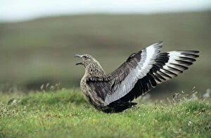 Wings Collection: Great Skua Shetland