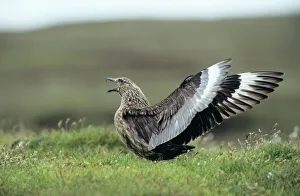 Images Dated 14th June 2005: Great Skua Shetland