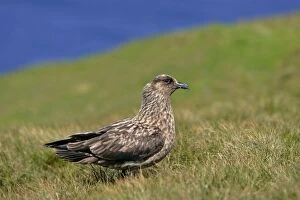 Images Dated 30th May 2007: Great Skua - sitting on moorland