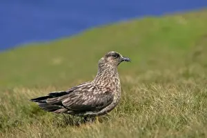 Attacking Prints: Great Skua sitting on moorland Hermaness Nature Reserve