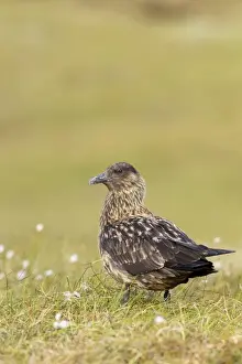 Shetlands Prints: Great Skua - standing in habitat - Herma Ness - Shetland Islands - Scotland - UK