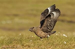 Great Skua - stretching wings before taking off