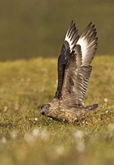 Taking Off Collection: Great Skua - stretching wings before taking off - Herma Ness - Shetland Islands - Scotland - UK