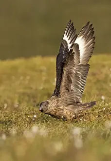 Shetlands Prints: Great Skua - stretching wings before taking off - Herma Ness - Shetland Islands - Scotland - UK