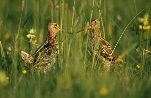 Great Snipe