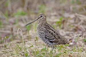 Images Dated 2nd June 2010: Great Snipe adult