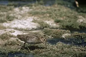 Snipes Prints: Great Snipe - feeding