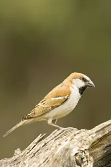 Great Sparrow-Male perched on a dead tree North Western Namibia- Africa