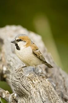 Great Sparrow - perched on a dead tree