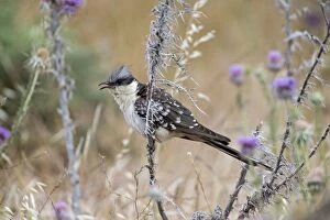 Cuckoo Gallery: Great Spotted Cuckoo