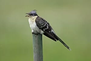 Great Spotted Cuckoo - calling from fence post