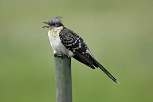 Cuckoos Prints: Great Spotted Cuckoo - calling from fence post, Extremadura, Spain