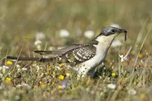 Great Spotted Cuckoo - with caterpillar in beak