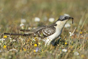 Images Dated 2nd April 2009: Great Spotted Cuckoo - with caterpillar in beak