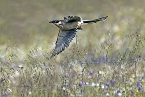 Images Dated 13th April 2013: Great Spotted Cuckoo - in flight Castro Verde