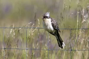 Images Dated 13th April 2013: Great Spotted Cuckoo - male perched on fence Castro