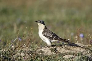 Images Dated 2nd April 2009: Great Spotted Cuckoo - on meadow