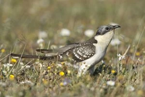 Great Spotted Cuckoo - on meadow