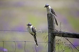 Cuckoo Gallery: Great Spotted Cuckoo - pair perched on fence Castro