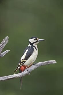 Images Dated 20th May 2010: Great Spotted Woodpecker