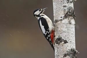 Images Dated 22nd February 2008: GREAT SPOTTED WOODPECKER