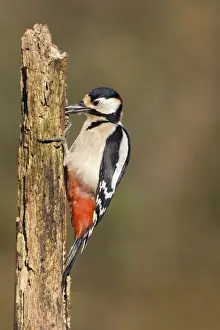 Grub Prints: Great Spotted Woodpecker Adult male feeding on grubs found in the top of a rotton dead wood stump