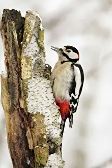 Great Spotted Woodpecker - on birch stem, Lower Saxony, Germany