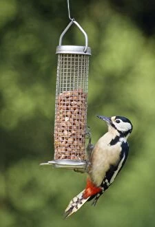Great Spotted Woodpecker - on bird feeder