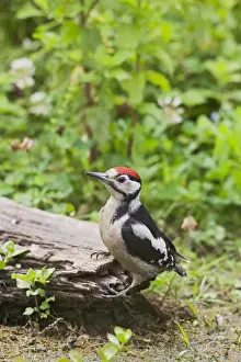 Great Spotted Woodpecker - at dead tree stump - Bedfordshire UK 11805
