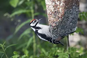 Great Spotted Prints: Great-Spotted Woodpecker - on feeder