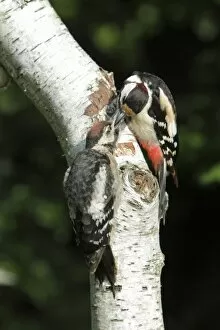 Images Dated 23rd June 2010: Great Spotted Woodpecker - feeding juvenile bird - on birch tree stem - Lower Saxony - Germany
