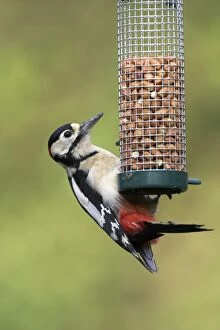 Great Spotted Woodpecker - Feeding on peanut feeder