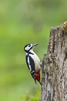 Tree Stumps Gallery: Great Spotted Woodpecker - feeding on stump