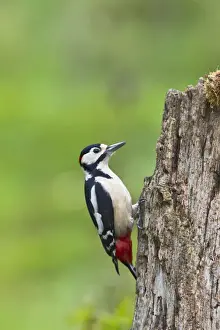 Great Spotted Woodpecker - feeding on stump - Bedfordshire UK 11812