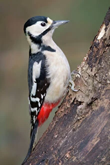 Colours Collection: Great Spotted Woodpecker - female - Cornwall - UK