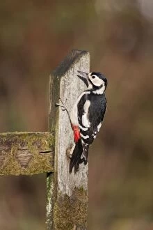 Images Dated 18th January 2011: Great Spotted Woodpecker - female - Cornwall - UK
