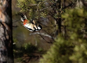Images Dated 29th March 2006: Great Spotted Woodpecker - female feeding on pine cones which it twisted round until they snapped