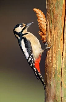Woodpecker Collection: Great Spotted Woodpecker - female at fir cone 'anvil'