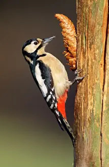 Great Spotted Woodpecker - female at fir cone anvil