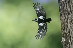 Great Spotted Prints: Great Spotted Woodpecker (female) - in flight with food in beak