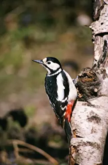 Great Spotted Prints: Great Spotted Woodpecker - female UK