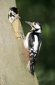 Great-spotted WOODPECKER - Female with young at nest entrance