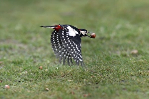 Images Dated 18th March 2009: Great Spotted Woodpecker - in flight with hazel nut in beak