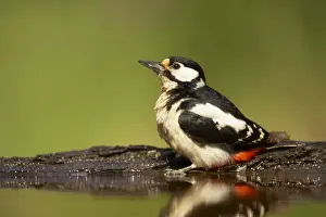 Great Spotted Woodpecker - At forest pool Dendrocopos major Hungary BI016607